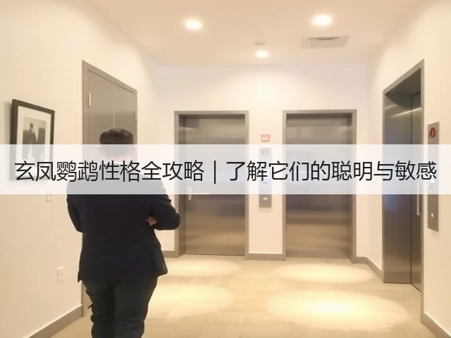 玄凤鹦鹉性格全攻略|了解它们的聪明与敏感(图2) 玄凤鹦鹉性格全攻略|了解它们的聪明与敏感(图2)