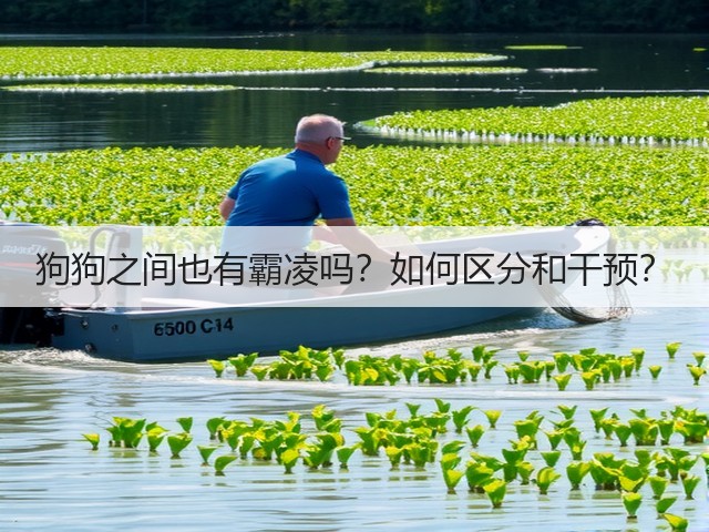 狗狗之间也有霸凌吗?如何区分和干预?(图2) 狗狗之间也有霸凌吗?如何区分和干预?(图2)