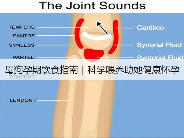 母狗孕期饮食指南|科学喂养助她健康怀孕(图3) 母狗孕期饮食指南|科学喂养助她健康怀孕(图3)