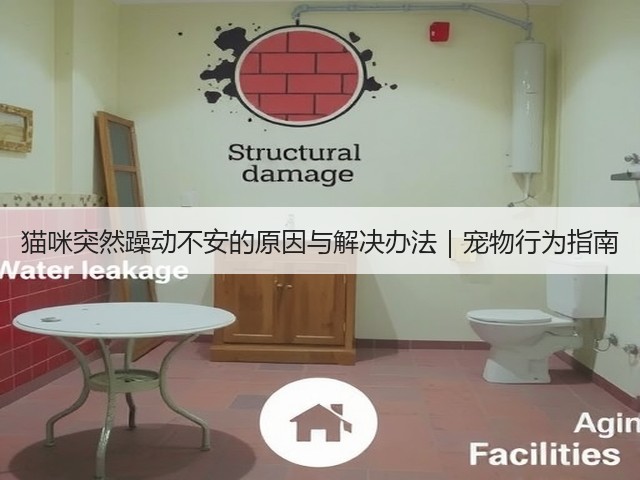 猫咪突然躁动不安的原因与解决办法｜宠物行为指南(图2)