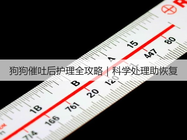 狗狗催吐后护理全攻略|科学处理助恢复(图2) 狗狗催吐后护理全攻略|科学处理助恢复(图2)