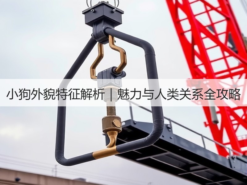 小狗外貌特征解析｜魅力与人类关系全攻略