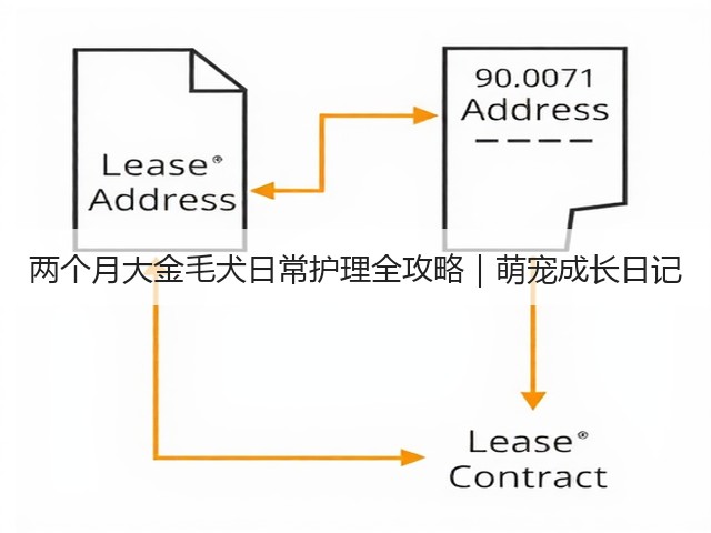 两个月大金毛犬日常护理全攻略｜萌宠成长日记(图2)