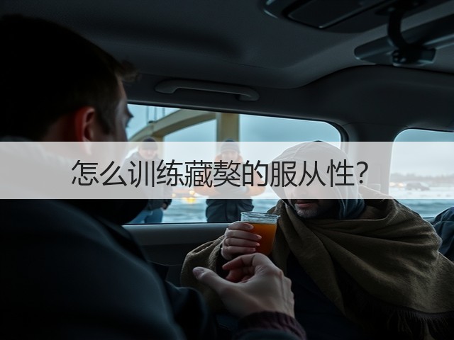 怎么训练藏獒的服从性?(图3) 怎么训练藏獒的服从性?(图3)
