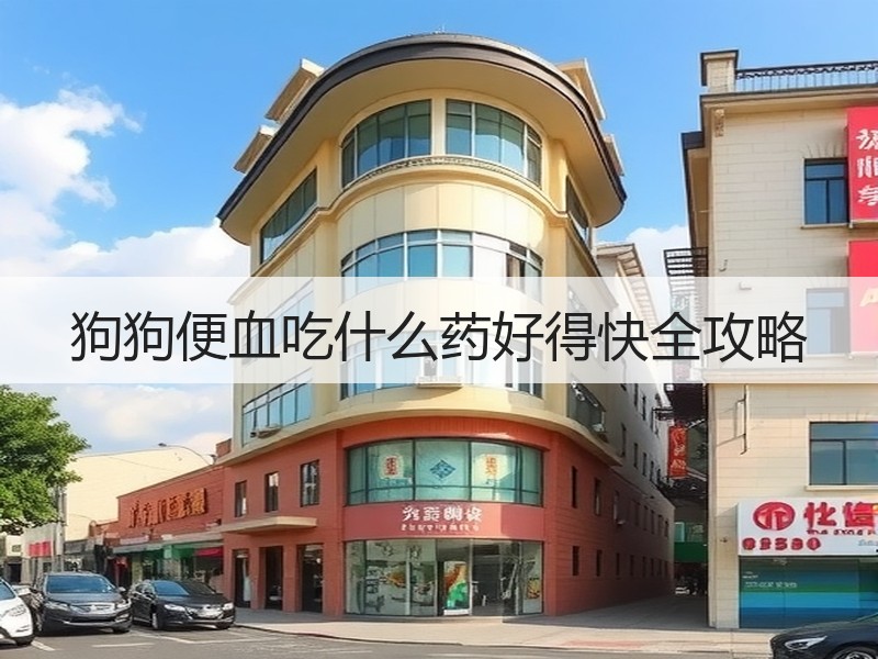 狗狗便血吃什么药好得快全攻略