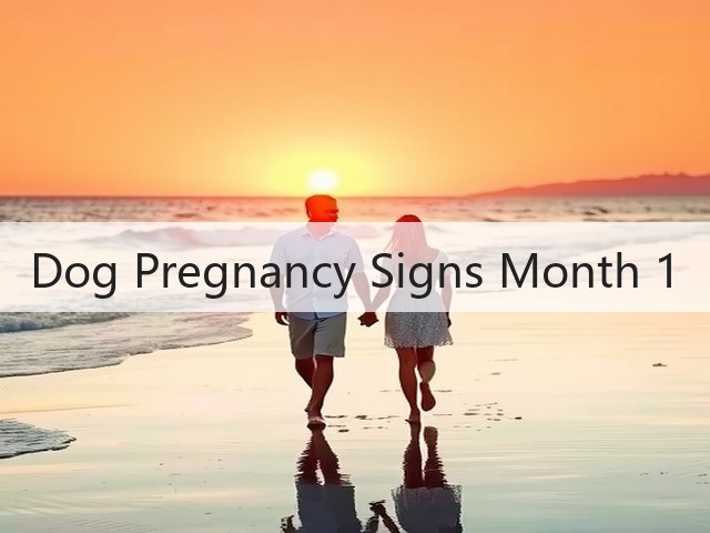 Dog Pregnancy Signs Month 1(图1) Dog Pregnancy Signs Month 1(图1)