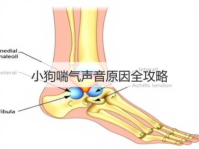 小狗喘气声音原因全攻略(图2) 小狗喘气声音原因全攻略(图2)