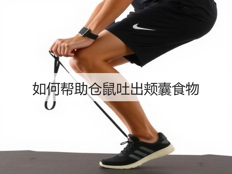 如何帮助仓鼠吐出颊囊食物