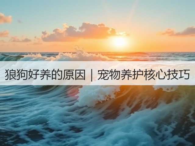狼狗好养的原因|宠物养护核心技巧(图3) 狼狗好养的原因|宠物养护核心技巧(图3)