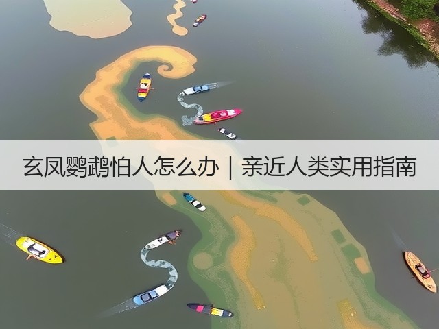 玄凤鹦鹉怕人怎么办|亲近人类实用指南(图3) 玄凤鹦鹉怕人怎么办|亲近人类实用指南(图3)