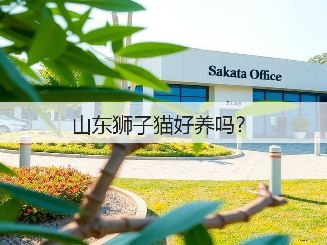 山东狮子猫好养吗?(图1) 山东狮子猫好养吗?(图1)