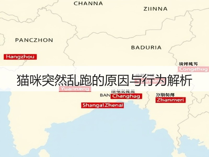 猫咪突然乱跑的原因与行为解析