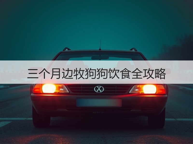 三个月边牧狗狗饮食全攻略