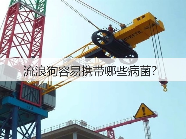 流浪狗容易携带哪些病菌?(图3) 流浪狗容易携带哪些病菌?(图3)