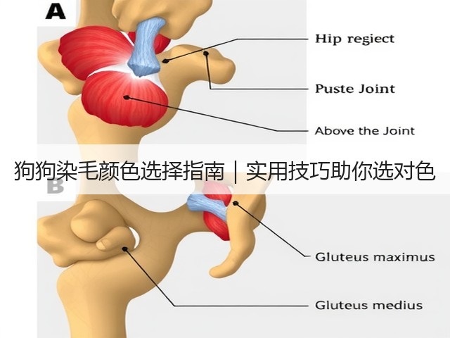 狗狗染毛颜色选择指南|实用技巧助你选对色(图1) 狗狗染毛颜色选择指南|实用技巧助你选对色(图1)