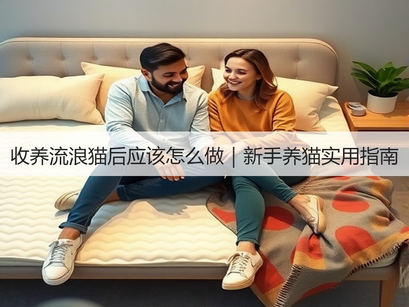 收养流浪猫后应该怎么做｜新手养猫实用指南