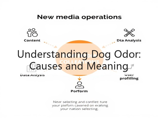 Understanding Dog Odor: Causes and Meaning(图2) Understanding Dog Odor: Causes and Meaning(图2)