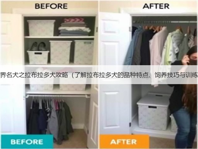 饲养世界名犬之拉布拉多犬攻略（了解拉布拉多犬的品种特点、饲养技巧与训练要点）(图3)