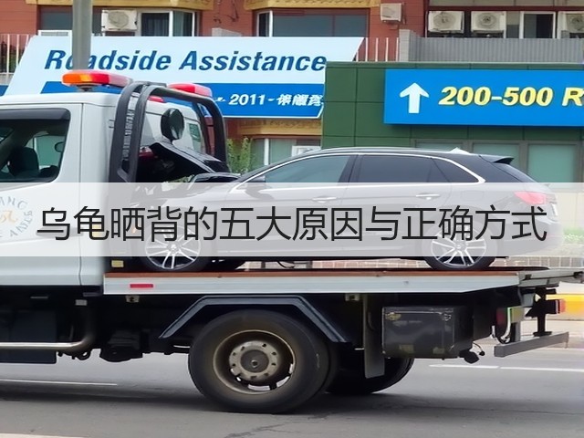 乌龟晒背的五大原因与正确方式(图1)