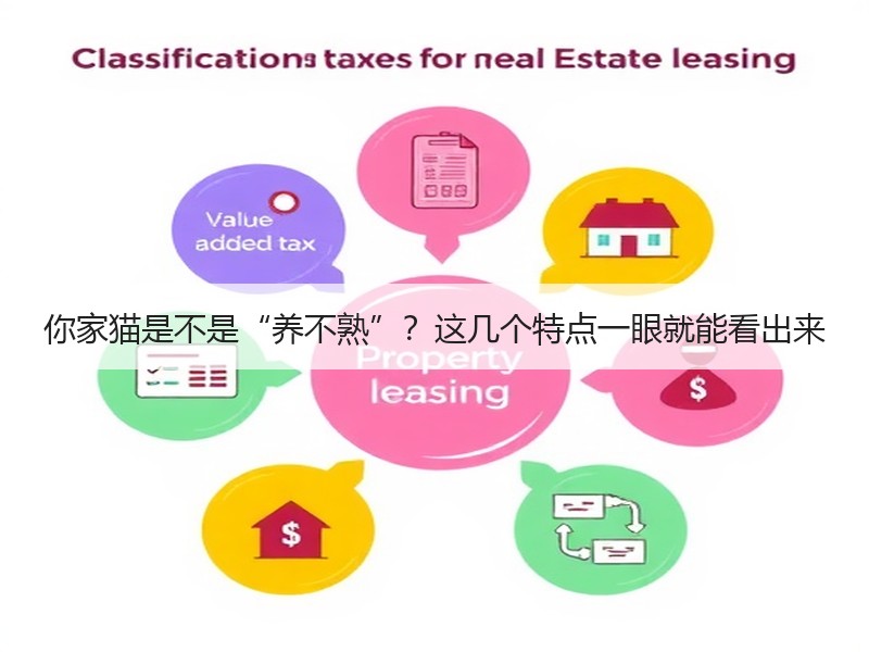 你家猫是不是“养不熟”？这几个特点一眼就能看出来