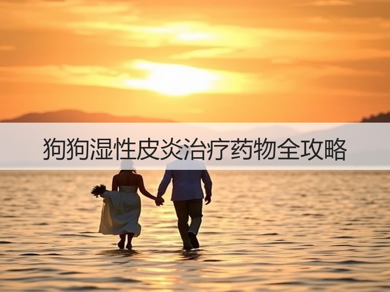 狗狗湿性皮炎治疗药物全攻略