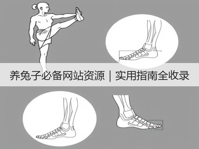 养兔子必备网站资源|实用指南全收录(图2) 养兔子必备网站资源|实用指南全收录(图2)