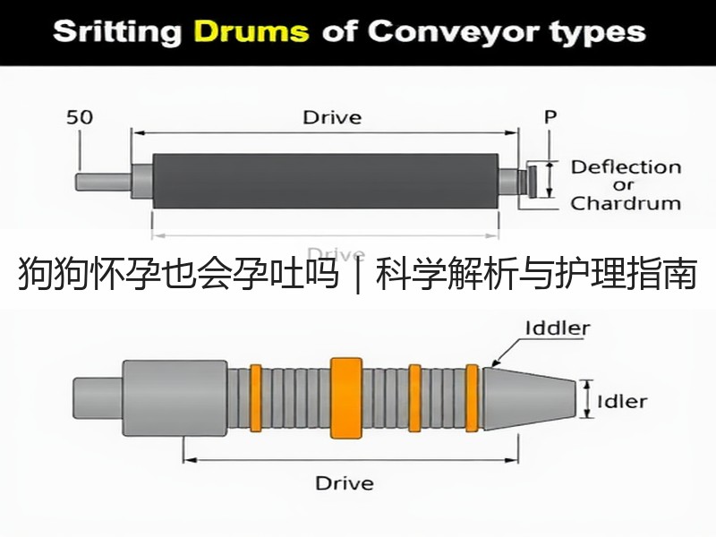 狗狗怀孕也会孕吐吗｜科学解析与护理指南