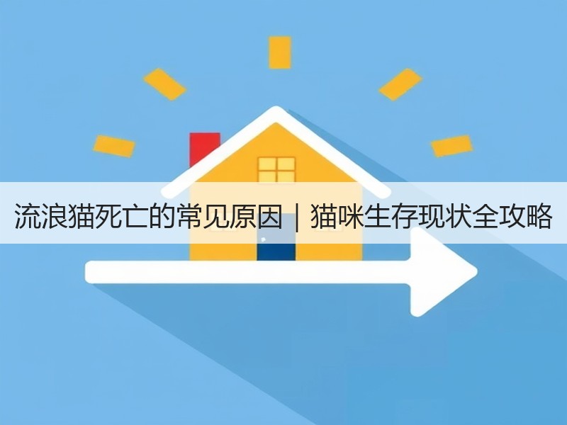 流浪猫死亡的常见原因｜猫咪生存现状全攻略