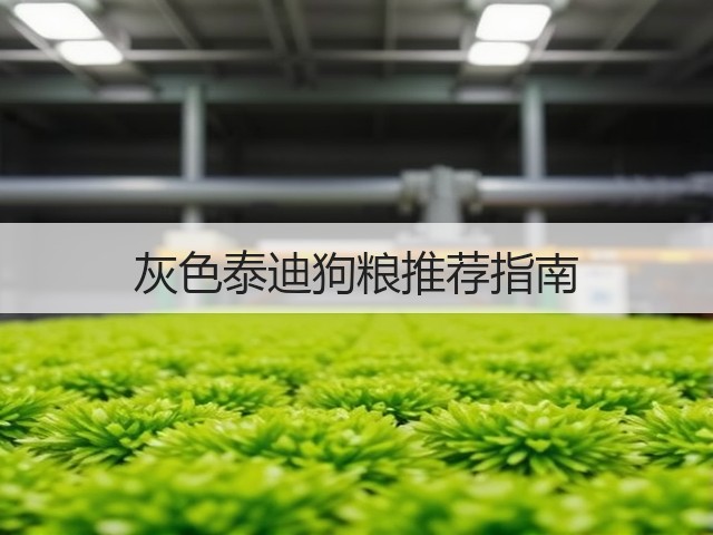 灰色泰迪狗粮推荐指南(图1) 灰色泰迪狗粮推荐指南(图1)
