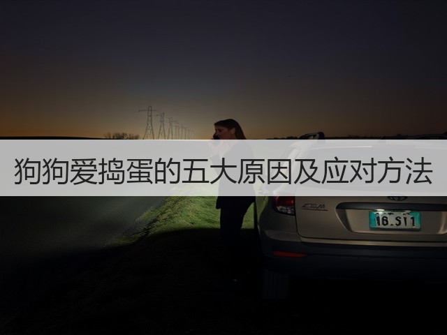 狗狗爱捣蛋的五大原因及应对方法(图3) 狗狗爱捣蛋的五大原因及应对方法(图3)