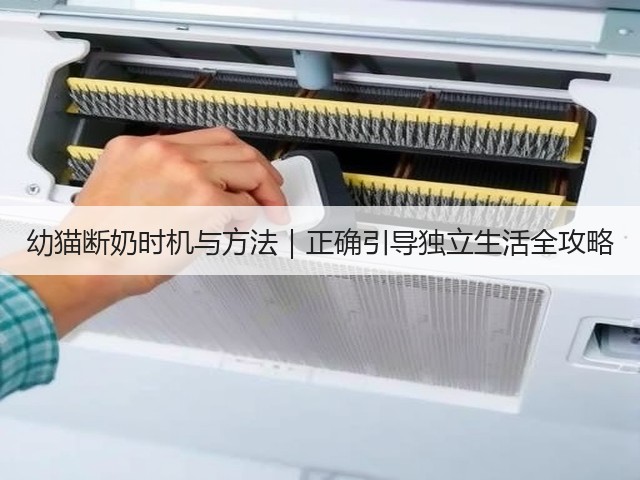 幼猫断奶时机与方法|正确引导独立生活全攻略(图2) 幼猫断奶时机与方法|正确引导独立生活全攻略(图2)