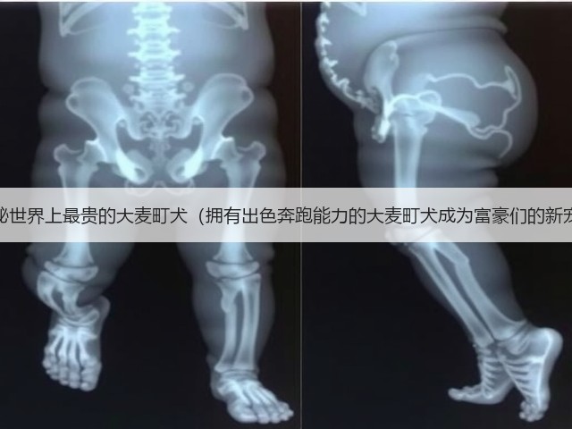 探秘世界上最贵的大麦町犬(拥有出色奔跑能力的大麦町犬成为富豪们的新宠)(图2) 探秘世界上最贵的大麦町犬(拥有出色奔跑能力的大麦町犬成为富豪们的新宠)(图2)
