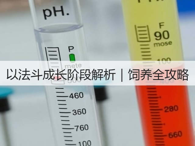 以法斗成长阶段解析|饲养全攻略(图3) 以法斗成长阶段解析|饲养全攻略(图3)