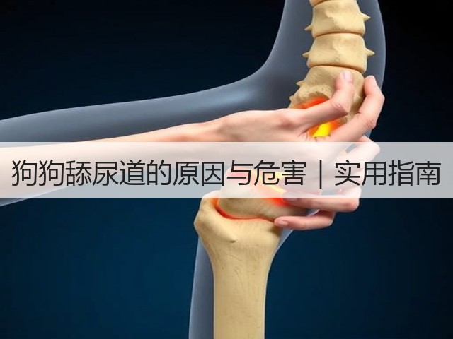 狗狗舔尿道的原因与危害|实用指南(图2) 狗狗舔尿道的原因与危害|实用指南(图2)