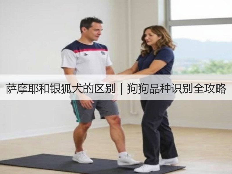 萨摩耶和银狐犬的区别｜狗狗品种识别全攻略