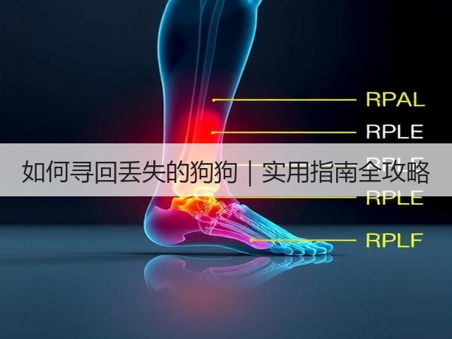 如何寻回丢失的狗狗|实用指南全攻略(图1) 如何寻回丢失的狗狗|实用指南全攻略(图1)