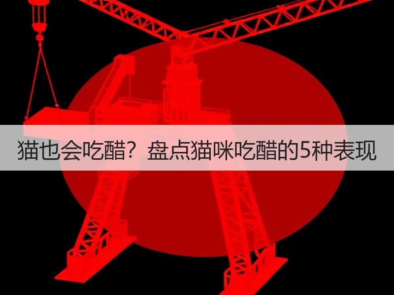 猫也会吃醋？盘点猫咪吃醋的5种表现