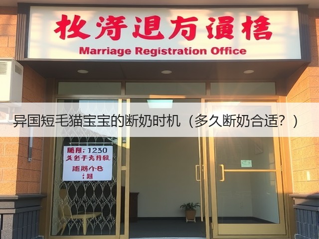 异国短毛猫宝宝的断奶时机(多久断奶合适?)(图2) 异国短毛猫宝宝的断奶时机(多久断奶合适?)(图2)