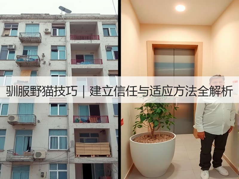 驯服野猫技巧｜建立信任与适应方法全解析