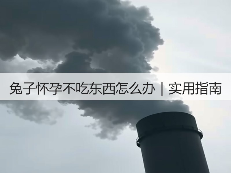 兔子怀孕不吃东西怎么办｜实用指南