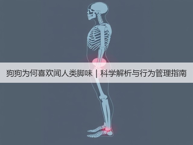 狗狗为何喜欢闻人类脚味|科学解析与行为管理指南(图3) 狗狗为何喜欢闻人类脚味|科学解析与行为管理指南(图3)