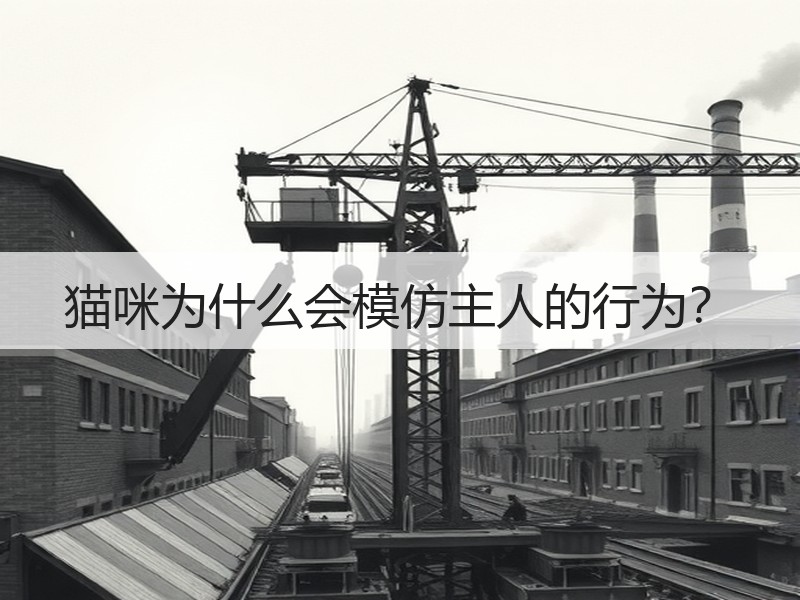 猫咪为什么会模仿主人的行为？