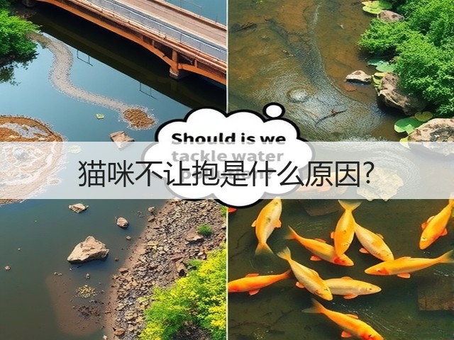 猫咪不让抱是什么原因?(图2) 猫咪不让抱是什么原因?(图2)