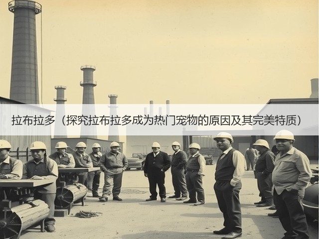 拉布拉多(探究拉布拉多成为热门宠物的原因及其完美特质)(图3) 拉布拉多(探究拉布拉多成为热门宠物的原因及其完美特质)(图3)