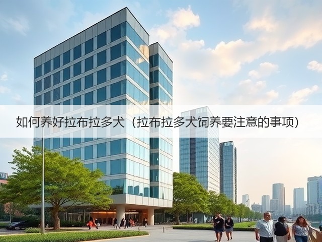 如何养好拉布拉多犬(拉布拉多犬饲养要注意的事项)(图2) 如何养好拉布拉多犬(拉布拉多犬饲养要注意的事项)(图2)