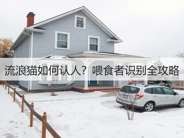 流浪猫如何认人?喂食者识别全攻略(图1) 流浪猫如何认人?喂食者识别全攻略(图1)