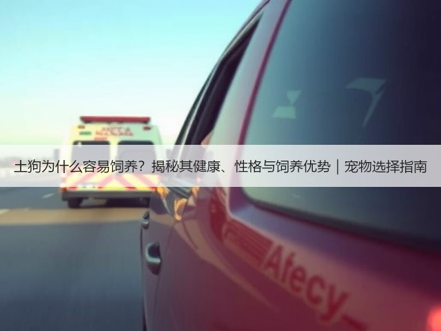 土狗为什么容易饲养?揭秘其健康、性格与饲养优势|宠物选择指南(图3) 土狗为什么容易饲养?揭秘其健康、性格与饲养优势|宠物选择指南(图3)
