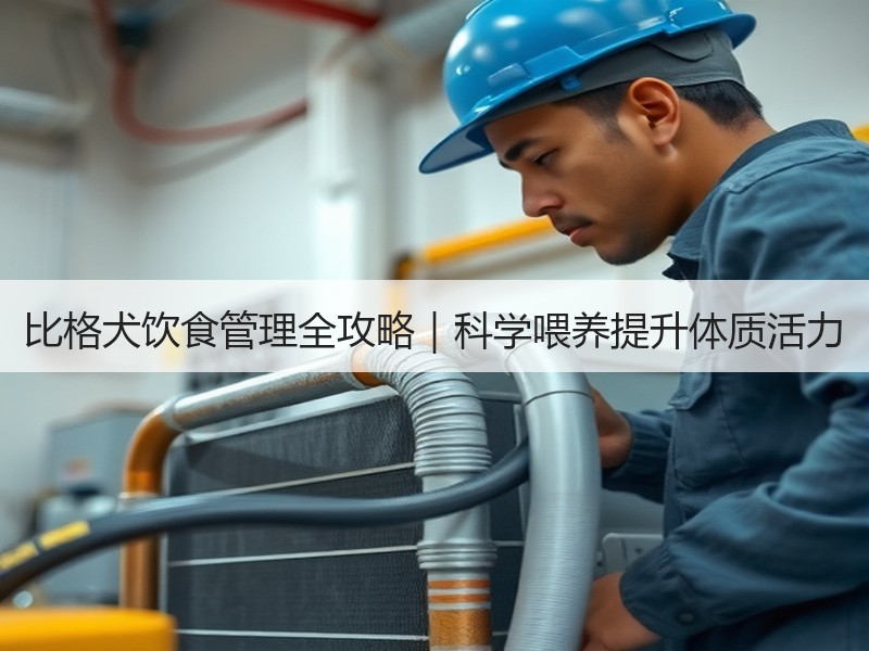 比格犬饮食管理全攻略｜科学喂养提升体质活力