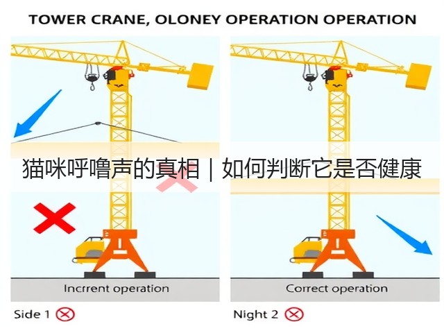 猫咪呼噜声的真相｜如何判断它是否健康(图2)