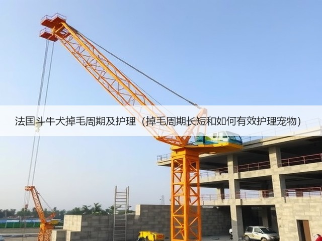 法国斗牛犬掉毛周期及护理(掉毛周期长短和如何有效护理宠物)(图3) 法国斗牛犬掉毛周期及护理(掉毛周期长短和如何有效护理宠物)(图3)